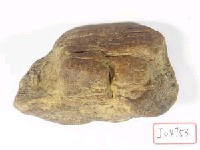 藏品(肢骨碎塊)的圖片